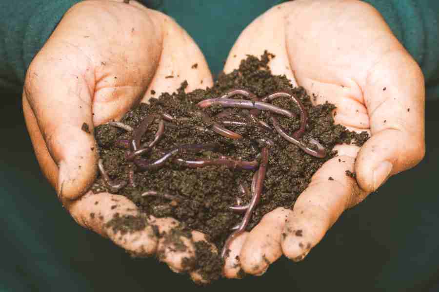 Coffee Grounds Compost