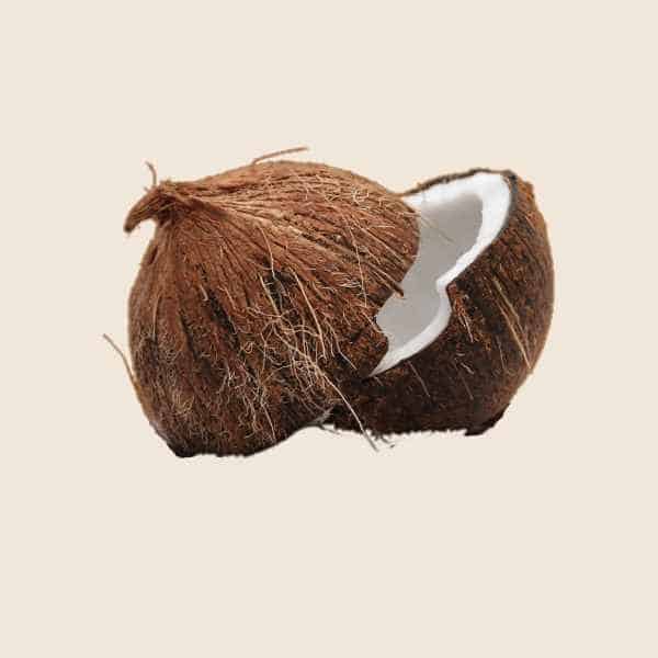 Coconut