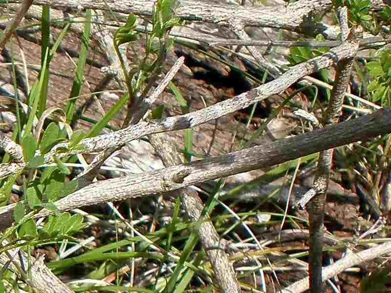 Palo Azul Shrub