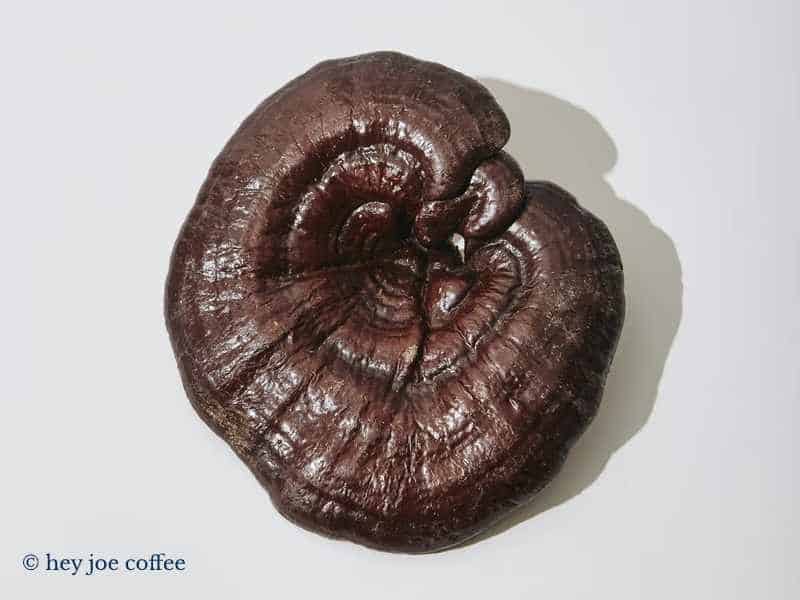 Reishi Mushroom