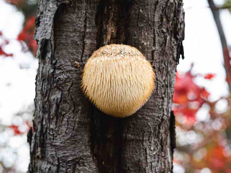 Lion's Mane Mushroom